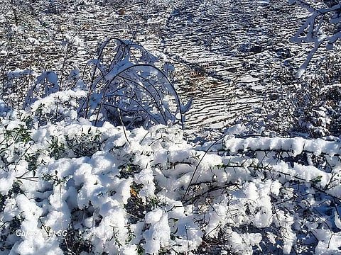 Niti Valley's last inhabited village receives season's first snowfall blanketing the alpine vegetation, in Chamoli, Uttarakhand.