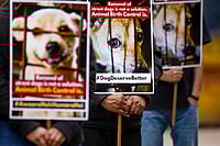 Delhi Court Fines Animal Care Centre ₹2 Lakh Over Pet Dog Custody | Photo: PTI/Karma Bhutia : Delhi Court Fines Animal Care Centre ₹2 Lakh Over Pet Dog Custody.