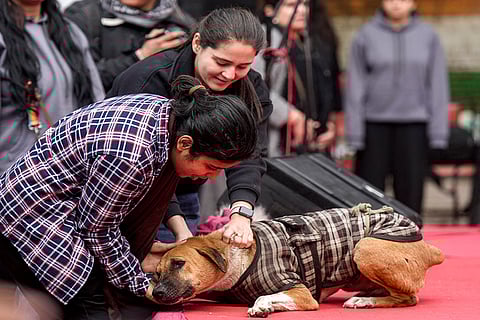 Activists with a dog during a protest against Supreme Court order on stray dog relocation at Jantar Mantar, in New Delhi.