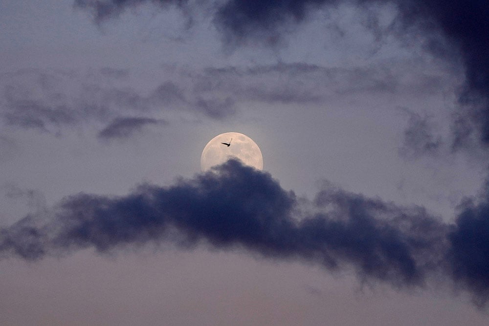 Serbia Wolf Supermoon