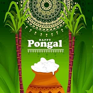 Graphic for Happy Pongal festival featuring sugarcane and an overflowing pot