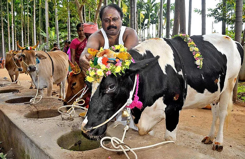 Man with decorated cows celebrates the Mattu Pongal festival in India