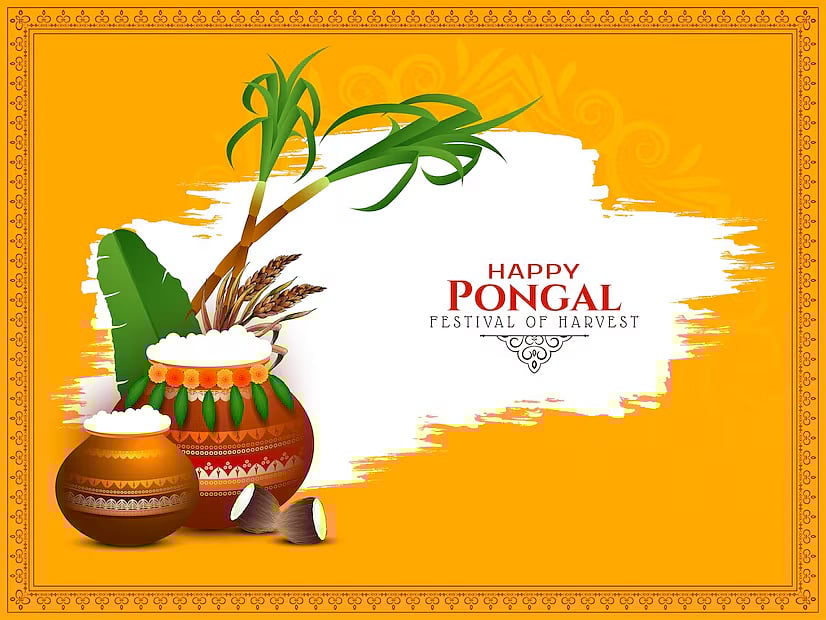 Happy Pongal harvest festival graphic with traditional pots, sugarcane, and turmeric.