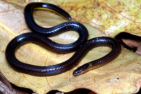 A group of scientists from Mizoram and researchers from Russia, Germany, and Vietnam have identified a new species of reed snake. 