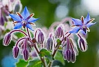 Indian Researchers Decode The Science Behind 'Borage' As Medicinal Herbs Move Into Evidence-Based Medicine