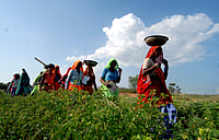 Gandhi To Ram: Dismantling Of MGNREGA And Rewriting Rural Welfare Tribhuvan Tiwari / Outlook : Women labourers under National Rural Employment Guarantee Act (NREGA) in Karauli district, Rajashtan