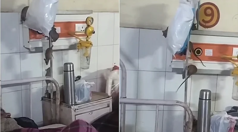 Gonda Medical College rats
rats in hospital ward Gonda
Gonda ward rat infestation