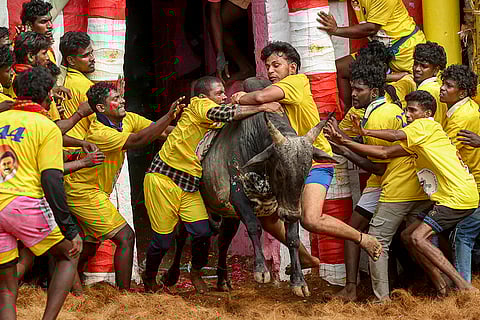 Participants attempt to subdue a bull during Jallikattu, the traditional bull-taming sport held on Mattu Pongal amid Tamil Nadu's Pongal harvest festival celebrations, in Madurai.