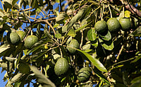 Climate Change May Reshape India’s ‘Superfood’ Avocado Basket, Warn Researchers Climate Change May Reshape India’s ‘Superfood’ Avocado Basket, Warn Researchers