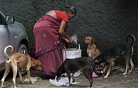 Abandoned, Killed, Relocated: The Hidden Cost Of India’s Stray Dog Policy Push Tribhuvan Tiwari : Activists allege that dogs are being picked up en masse and relocated across wards, dumped in unfamiliar areas, or abandoned on city outskirts, disrupting territorial balance and survival patterns.