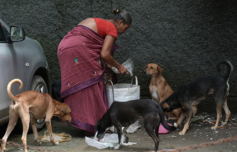 stray dogs in India