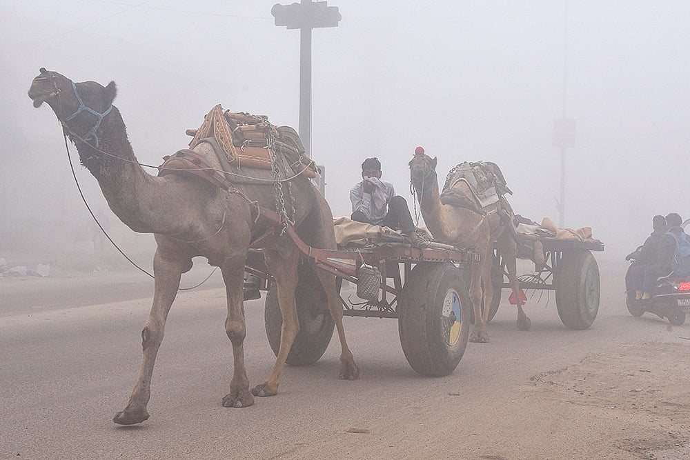A man rides a camel cart during a cold and foggy winter morning, in Bikaner, Rajasthan. - | Photo: PTI