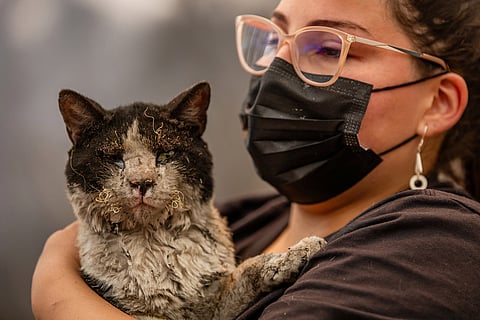 A woman holds a cat rescued after wildfires swept through homes near Lirquen, Chile.
