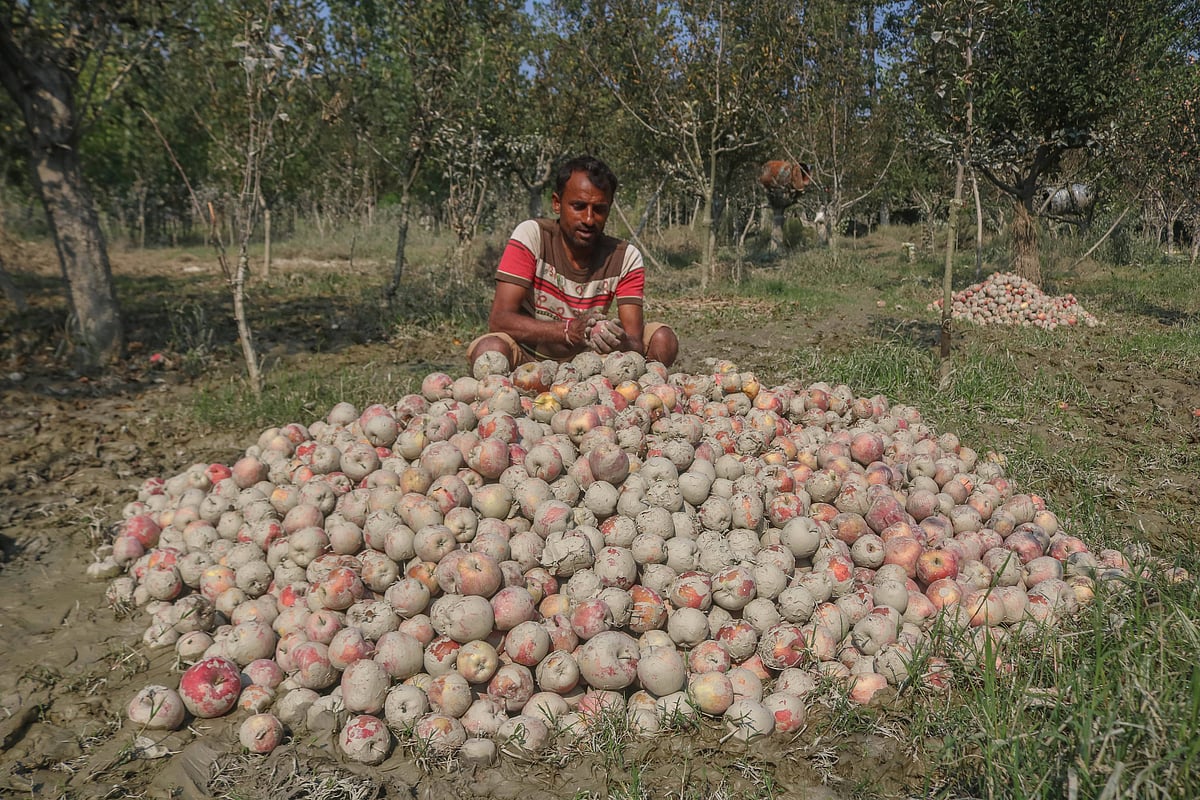 Apple growers in Kashmir face heavy losses as recent floods from continuous rainfall damage many orchards during the peak harvest season.  - IMAGO/NurPhoto