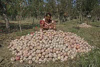 Union Budget 2026: Kashmiri Apple Growers Seek Compensation Package For Flood Losses IMAGO/NurPhoto : Apple growers in Kashmir face heavy losses as recent floods from continuous rainfall damage many orchards during the peak harvest season.