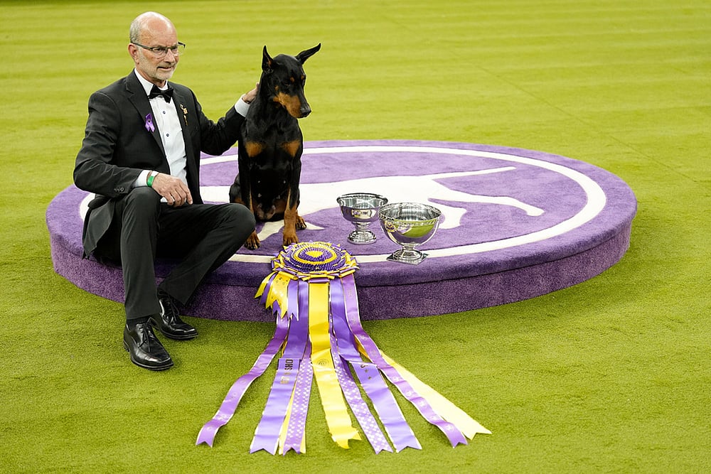 Westminster Dog Show 2026 photos-doberman pinscher