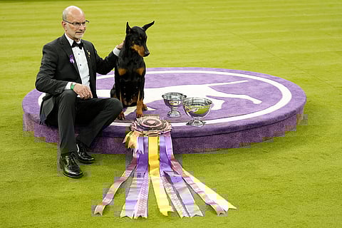 Penny, a doberman pinscher, poses for photos with handler Andy Linton, after winning Best in Show of the 150th Westminster Kennel Club Dog Show, in New York. 