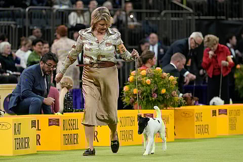 Wager, a smooth fox terrier, competes in the terrier group competition of the 150th Westminster Kennel Club Dog Show in New York. 