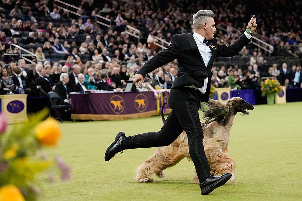 Westminster Dog Show 2026 photos-Zaida, an Afghan hound