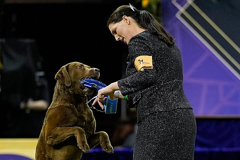 A Chesapeake Bay retriever named Next Generation's Accelerate, or Cota, grabs the blue ribbon from his handler after winning the sporting group competition of the 150th Westminster Kennel Club Dog Show in New York. 