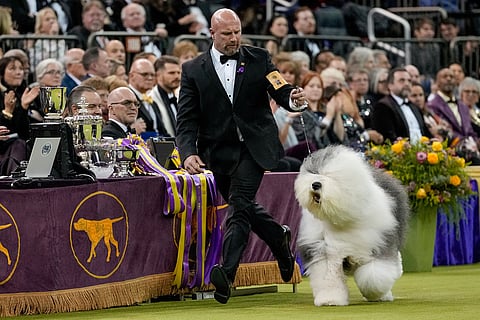 Graham, an old English sheepdog, walks around the ring for the Best in Show competition of the 150th Westminster Kennel Club Dog Show in New York.