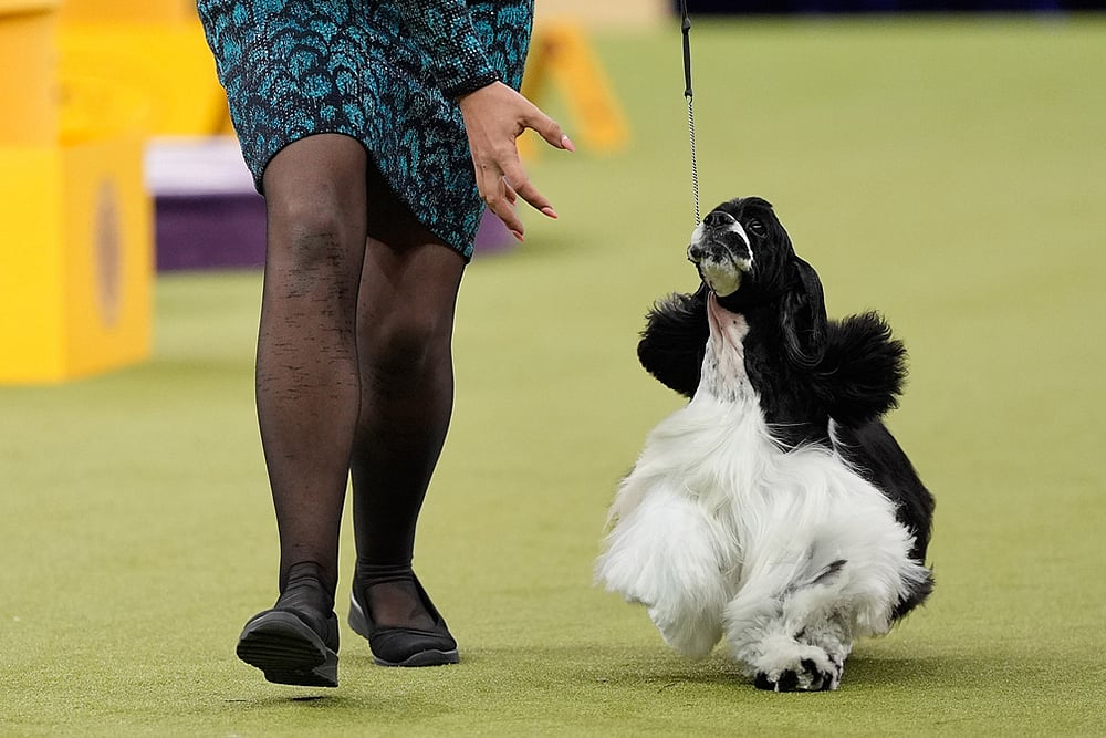 Westminster Dog Show 2026 photos-Cocker Spaniel