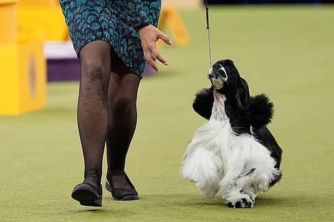 A Cocker Spaniel, Laurent's High Life, competes in the sporting group competition of the 150th Westminster Kennel Club Dog Show in New York. 