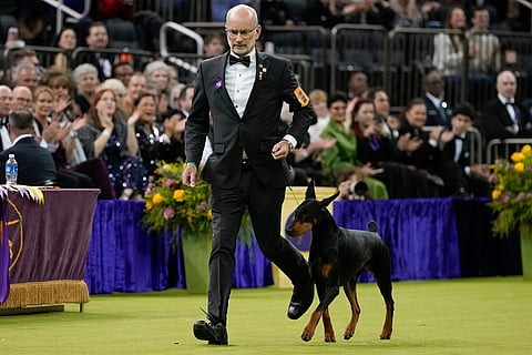 Penny, a doberman pinscher, competes in the Best in Show judging of the 150th Westminster Kennel Club Dog Show, in New York.