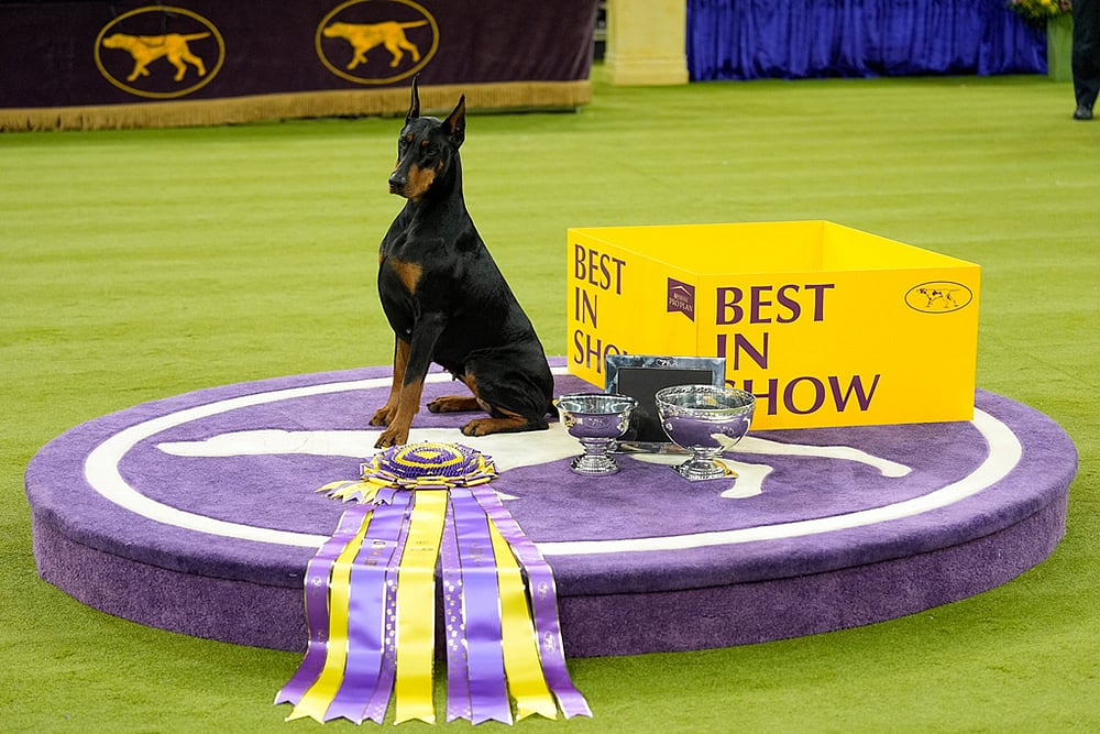 Penny, a doberman pinscher, poses for photos after winning Best in Show of the 150th Westminster Kennel Club Dog Show in New York.  - | Photo: AP/Yuki Iwamura