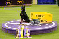 Westminster Dog Show: Doberman Named Penny Wins All-Breed Conformation Competition | Photo: AP/Yuki Iwamura : Penny, a doberman pinscher, poses for photos after winning Best in Show of the 150th Westminster Kennel Club Dog Show in New York.