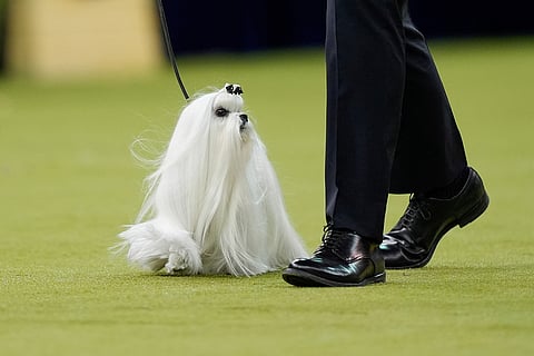 Cookie, a Maltese, competes in the Best in Show judging of the 150th Westminster Kennel Club Dog Show in New York. 