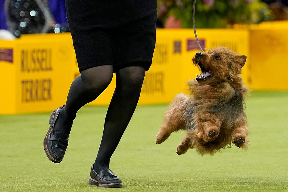 Westminster Dog Show 2026 photos-George, an Australian terrier breed