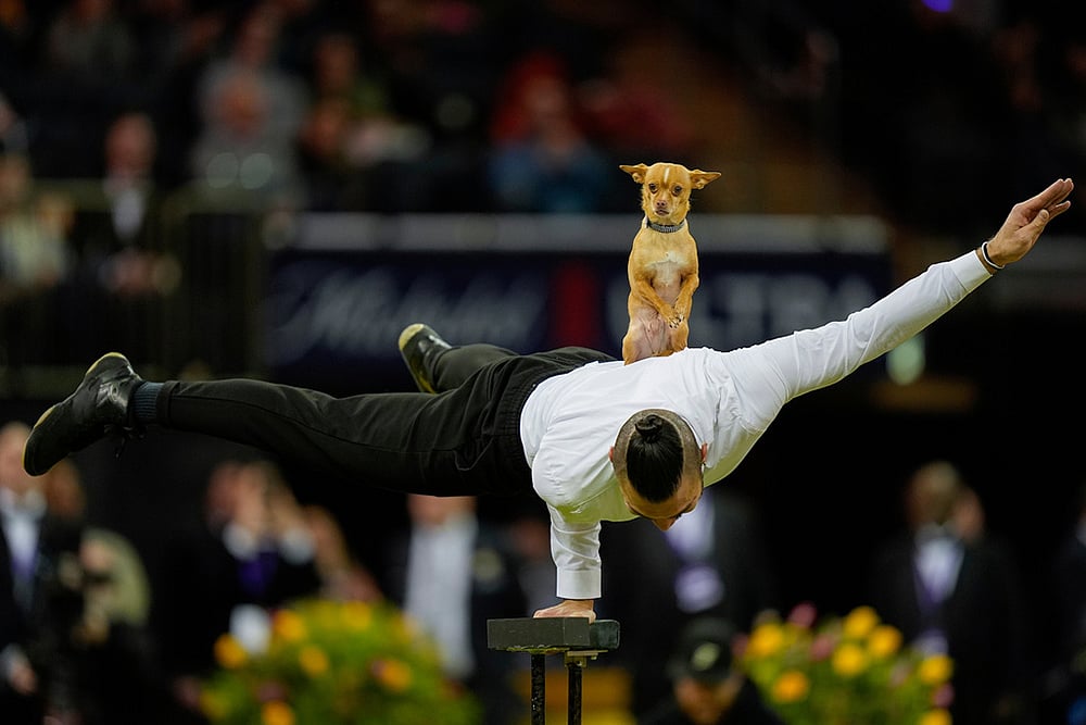 Westminster Dog Show 2026 photos-Christian Stoinev performs with his chihuahua, Scooby