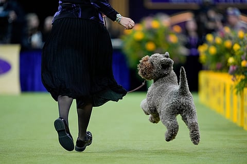 A Lagotto Romagnolo named "Boardwalk Here Comes the Sun" competes in the sporting group of the 150th Westminster Kennel Club Dog Show in New York.