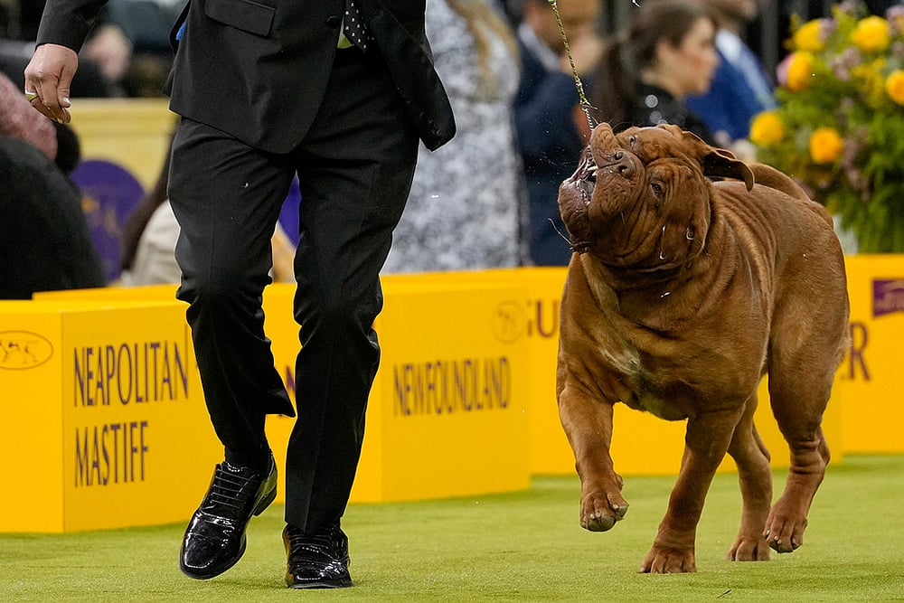 Westminster Dog Show 2026 photos-Bugga, a Dogue de Bordeaux 