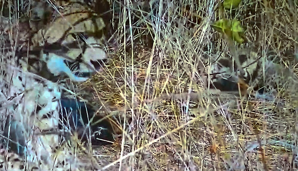 5 new Cheetah cubs born in MPs Kuno Park
