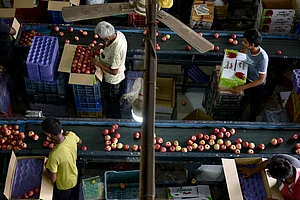 Reduced Duties On Apples From US, Other Countries, A Major Setback For Kashmiri Farmers