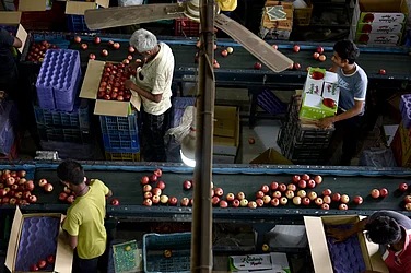 Reduced Duties On Apples From US, Other Countries, A Major Setback For Kashmiri Farmers