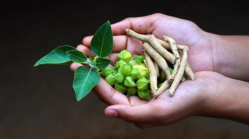 Hands holding fresh green leaves, fruit pods, and dried roots of an ashwagandha plant