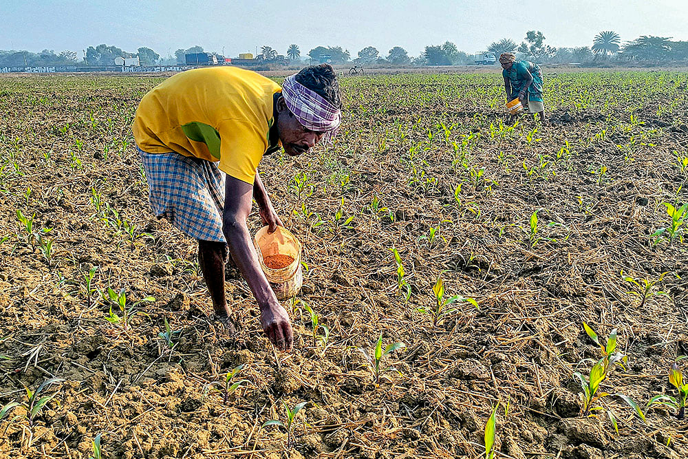 Jagdalpur: Farmer applies fertiliser to maize crops