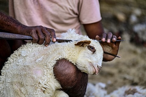 A farmer shears wool from a sheep using traditional hand shears, in Prayagraj, Uttar Pradesh.