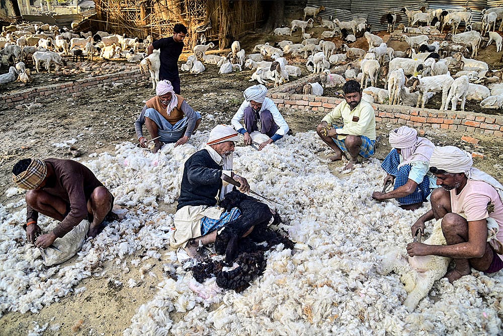 Traditional wool shearing in Uttar Pradesh