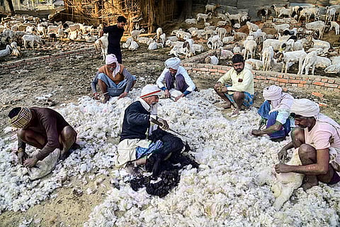 Farmers shear wool from sheep using traditional hand shears, in Prayagraj, Uttar Pradesh.