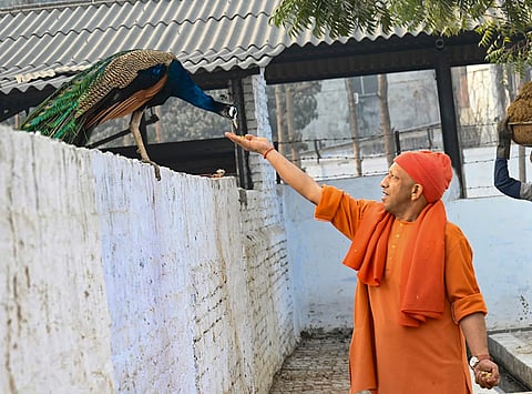 Uttar Pradesh Chief Minister Yogi Adityanath feeds a peacock at a cowshed on Gorakhnath Temple premises, in Gorakhpur.
