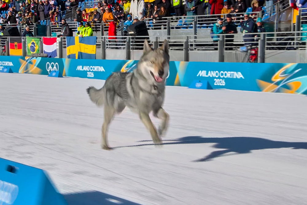 | Photo: Olympic Broadcasting Services via AP : In this image taken from video provided by Olympic Broadcasting Services, OBS, a dog runs onto the track near the finish during the heats of the cross-country skiing women's team sprint free at the 2026 Winter Olympics, in Tesero, Italy.