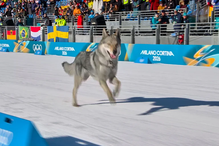 In this image taken from video provided by Olympic Broadcasting Services, OBS, a dog runs onto the track near the finish during the heats of the cross-country skiing women's team sprint free at the 2026 Winter Olympics, in Tesero, Italy. - | Photo: Olympic Broadcasting Services via AP
