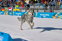| Photo: Olympic Broadcasting Services via AP : In this image taken from video provided by Olympic Broadcasting Services, OBS, a dog runs onto the track near the finish during the heats of the cross-country skiing women's team sprint free at the 2026 Winter Olympics, in Tesero, Italy.