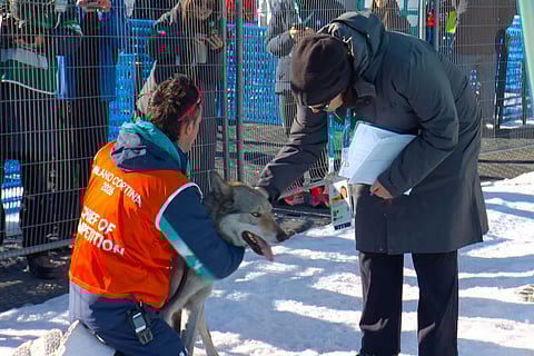In this image taken from video provided by Olympic Broadcasting Services, OBS, an official holds a dog after it ran onto the track near the finish during the heats of the cross-country skiing women's team sprint free at the 2026 Winter Olympics, in Tesero, Italy.