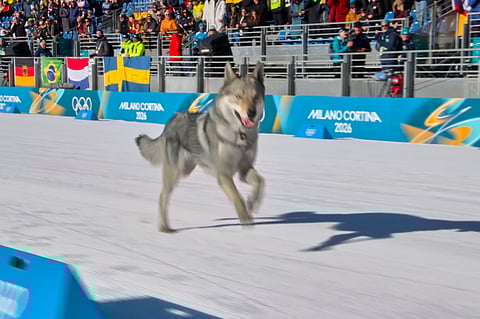 Dog at Winter Olympics 2026