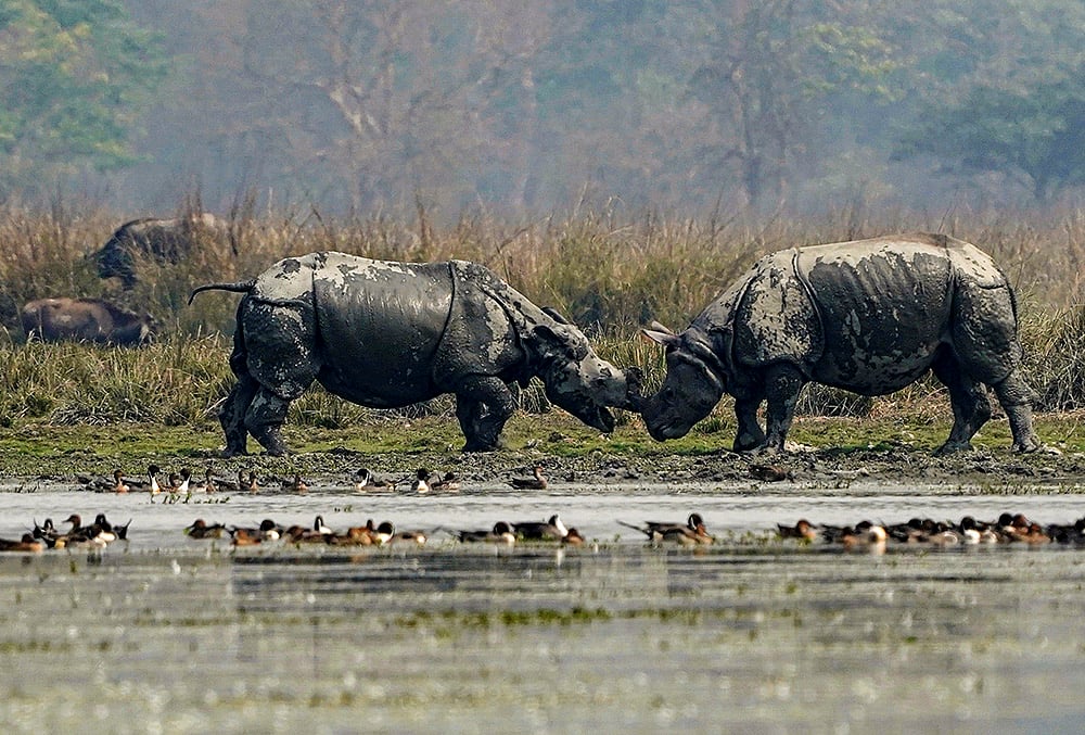 Two one‑horned rhinoceroses lock horns in Assam
